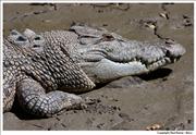 Wildlife Crocodile 2